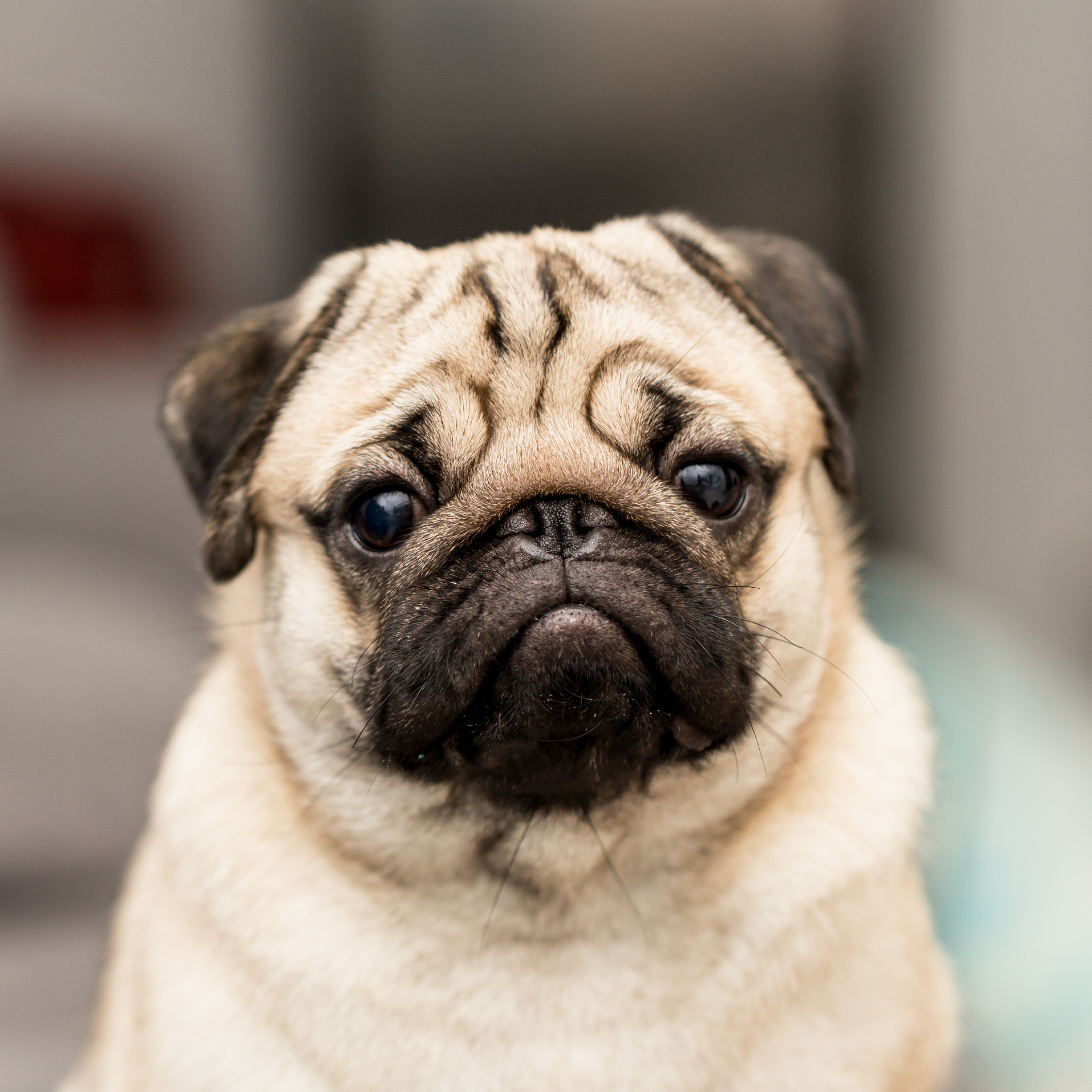 Huisdieren gezond en veilig 1